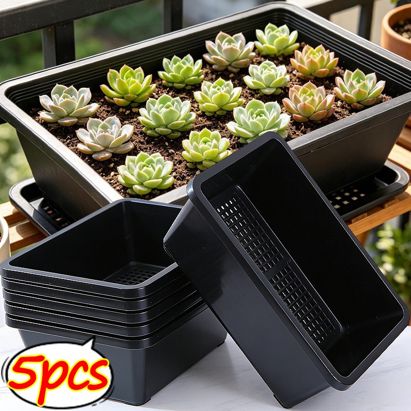 Echeveria Succulent - Succulent Plants Seedling Tray Reusable Flower