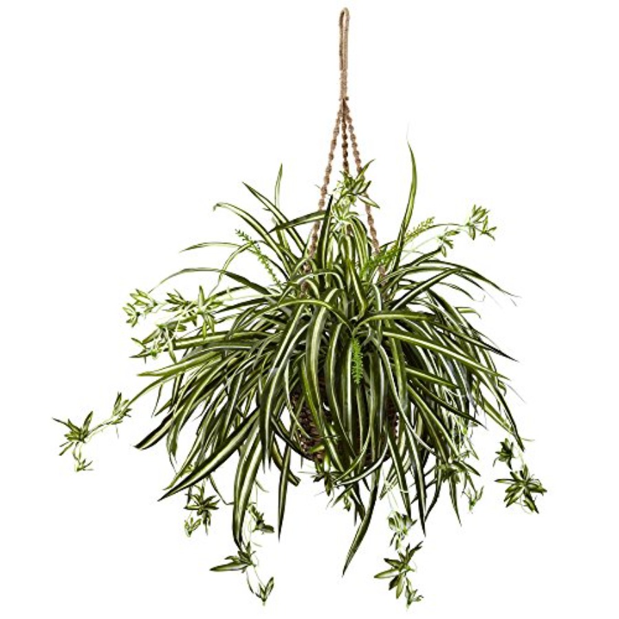 Spider Plant Hanging Basket - Spider Plant Hanging incelemesi ve fiyatı