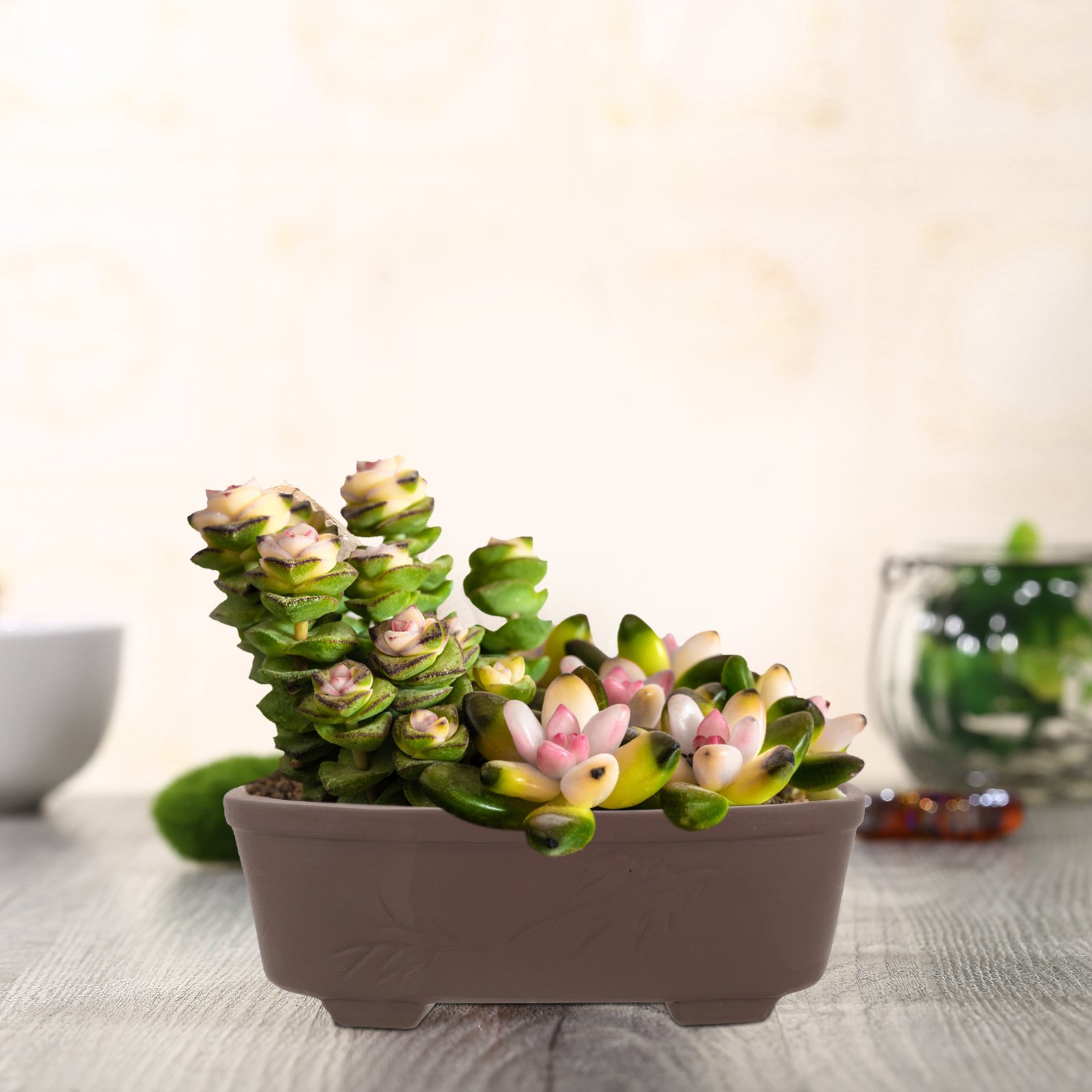 Handmade Vintage Style Clay Te - Pilea Peperomioides incelemesi ve fiyatı