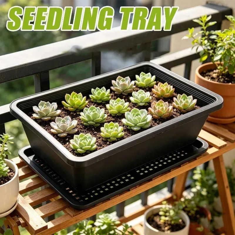 Succulent Plants Seedling Tray - Echeveria Succulent incelemesi ve fiyatı