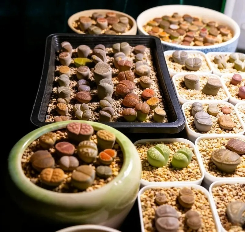 Succulent Plants Seedling Tray - Echeveria Succulent incelemesi ve fiyatı