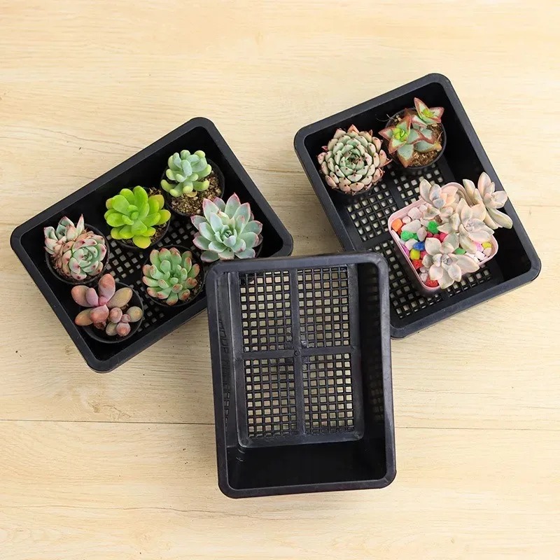 Succulent Plants Seedling Tray - Echeveria Succulent incelemesi ve fiyatı