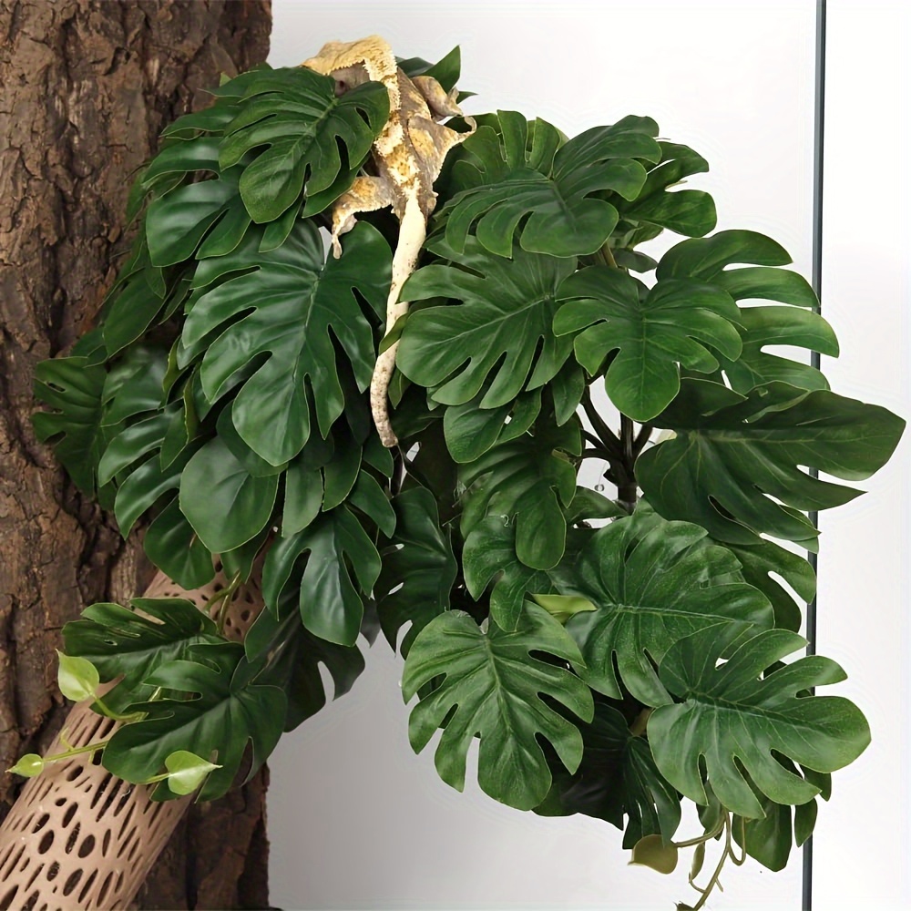 Reptile Plants for Terrarium A - Monstera Adansonii incelemesi ve fiyatı