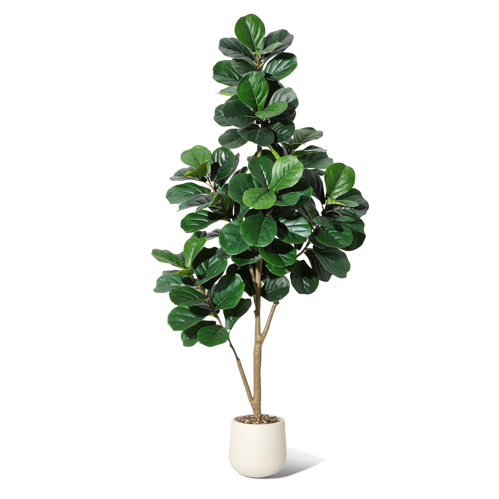 4-7 FT Fiddle Leaf Fig Tree Ar - Ficus Lyrata Tree incelemesi ve fiyatı
