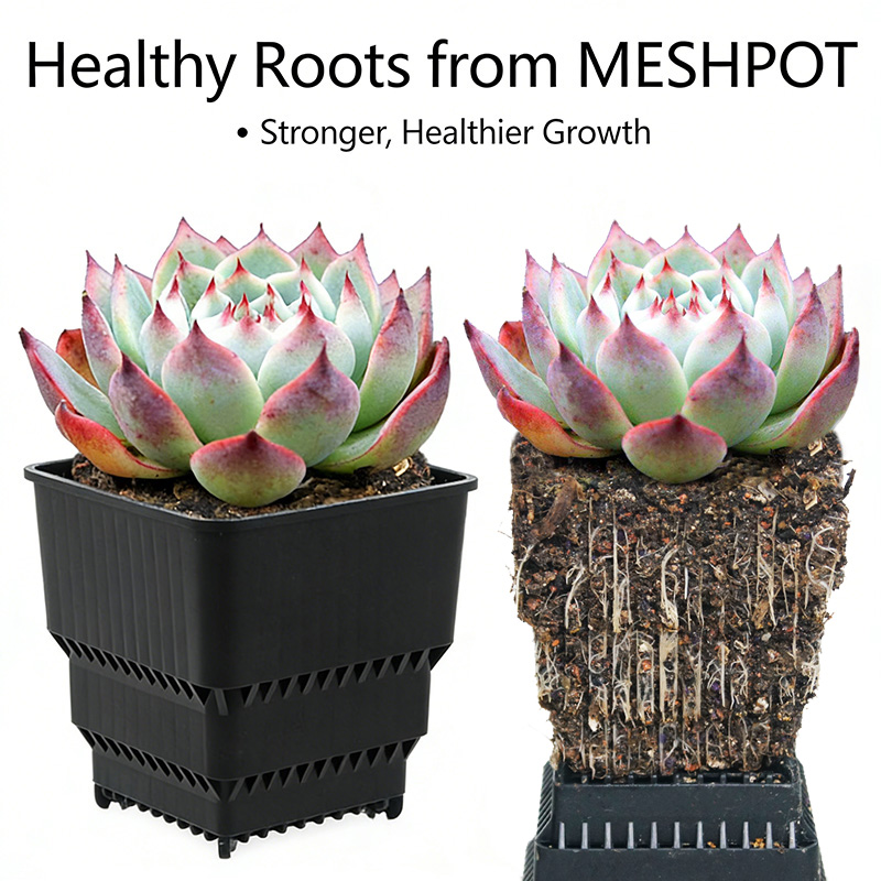 MESHPOT 6-Pack Square Pots for - Echeveria Succulent incelemesi ve fiyatı