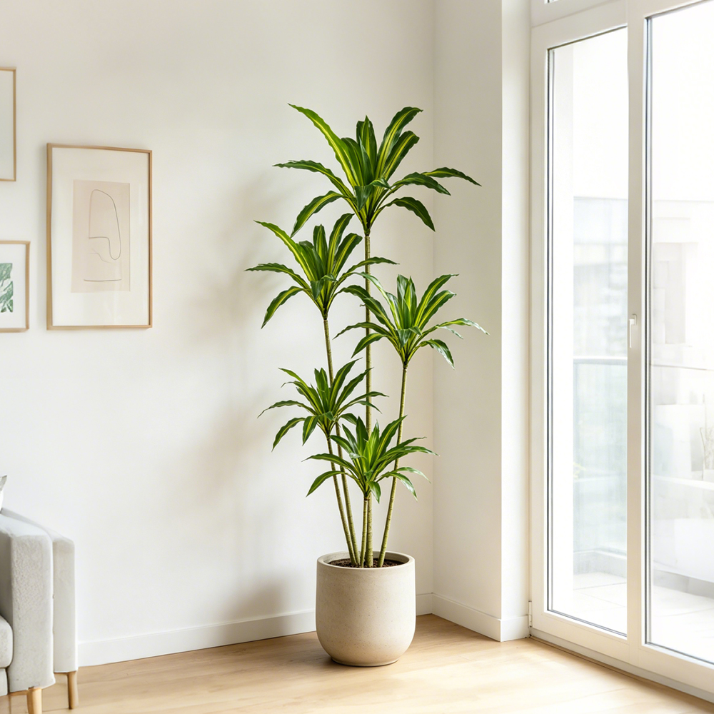 80-165cm Large Artifcial Draca - Dracaena Marginata incelemesi ve fiyatı