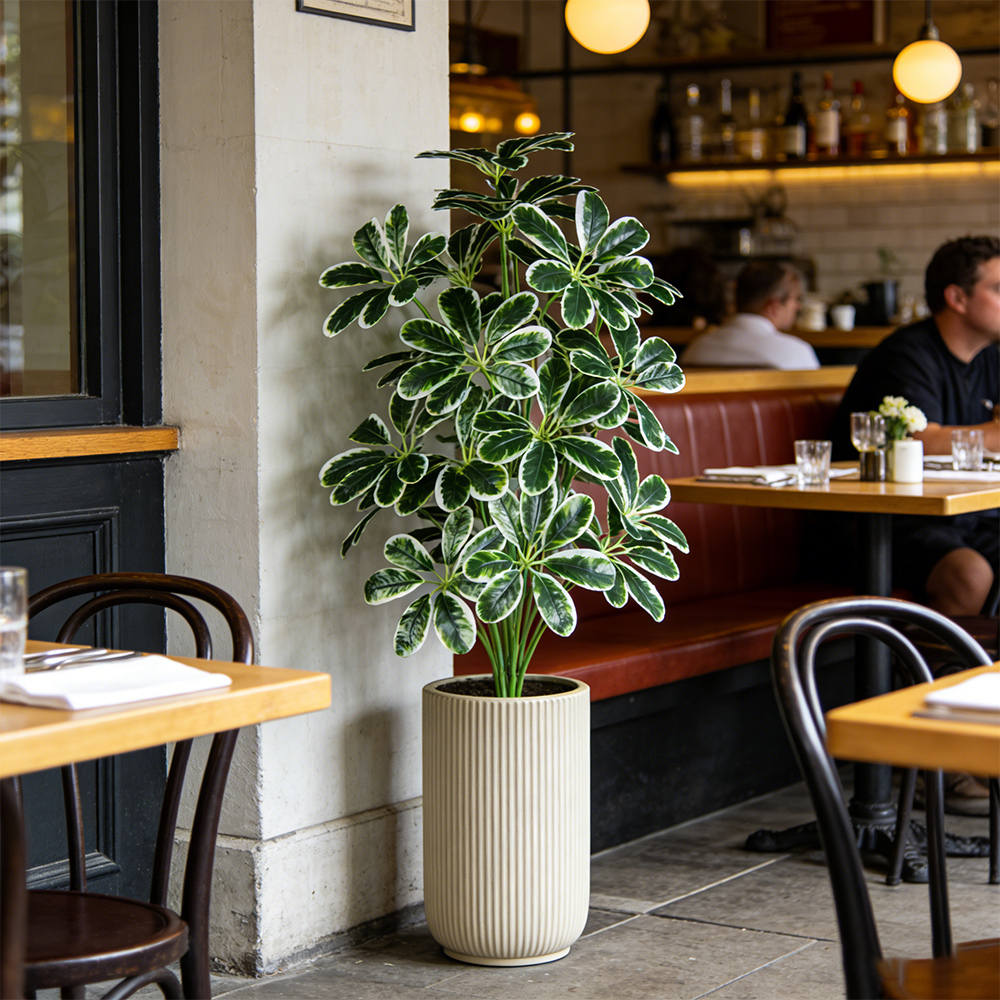 50-75cm Artifficial Maranta Pl - Dracaena Marginata incelemesi ve fiyatı