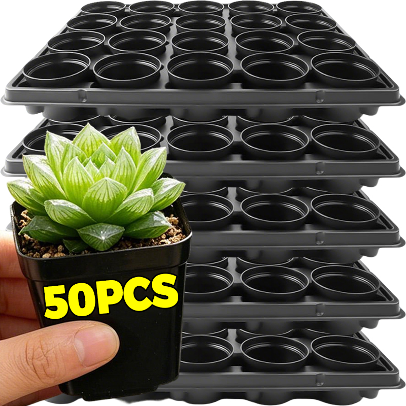 10/50Pcs Square Succulent Plas - Echeveria Succulent incelemesi ve fiyatı