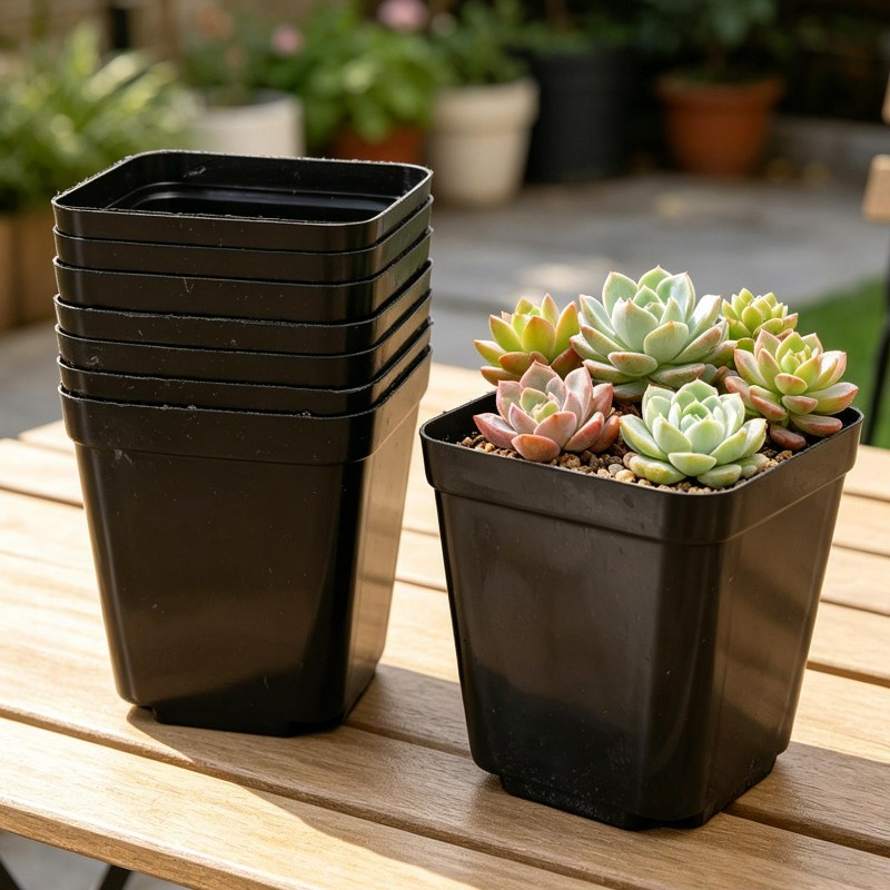 10/50Pcs Square Succulent Plas - Echeveria Succulent incelemesi ve fiyatı