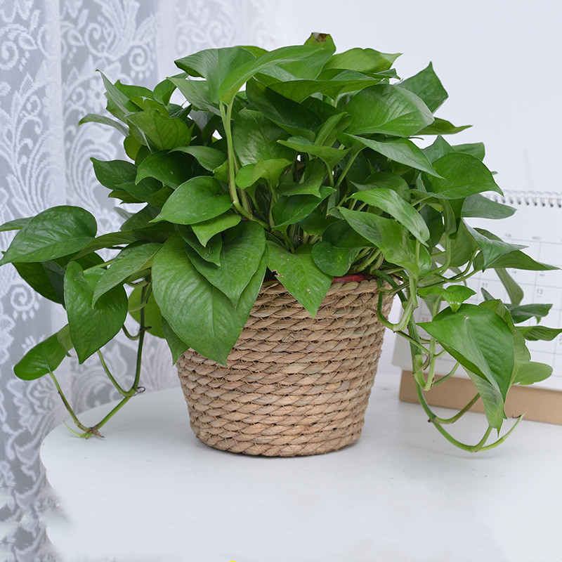 Straw Weaving Flower Plant Pot - Aloe Vera Pot incelemesi ve fiyatı