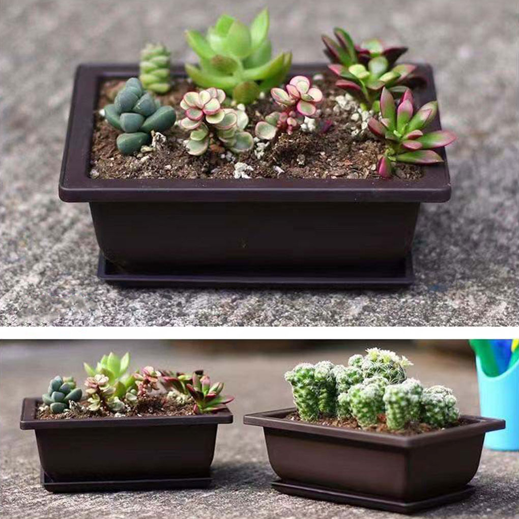 Plant Pots Bonsai Succulent Nu - Pilea Peperomioides incelemesi ve fiyatı