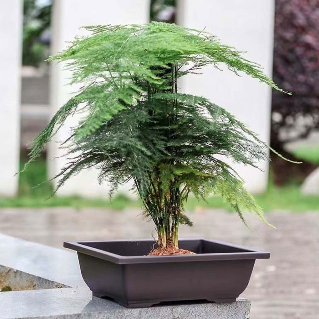 Plant Pots Bonsai Succulent Nu - Pilea Peperomioides incelemesi ve fiyatı