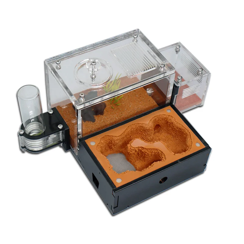 Yellow Soil Ant Farm with Exte - Begonia Rex incelemesi ve fiyatı