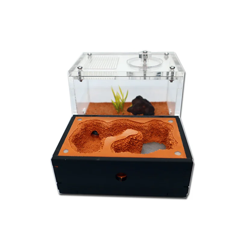 Yellow Soil Ant Farm with Exte - Begonia Rex incelemesi ve fiyatı