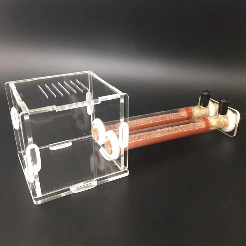 DIY Various Size Ant Farm Bamb - Begonia Rex incelemesi ve fiyatı