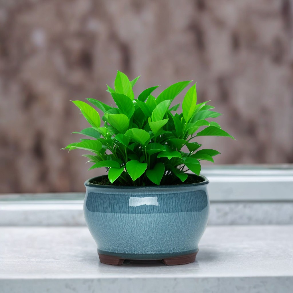 Ceramic Garden Planter Pots Ce - Aloe Vera Pot incelemesi ve fiyatı